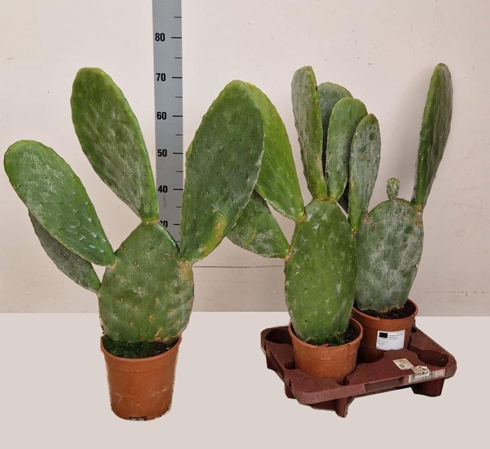 <h4>OPUNTIA</h4>