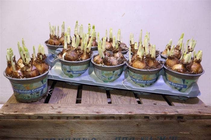 <h4>arr8 Narc D Bridal Crown</h4>