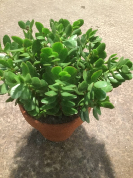 Crassula Radicans