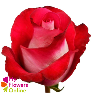 R Gr Bluez+ Bicolor 60cm EC