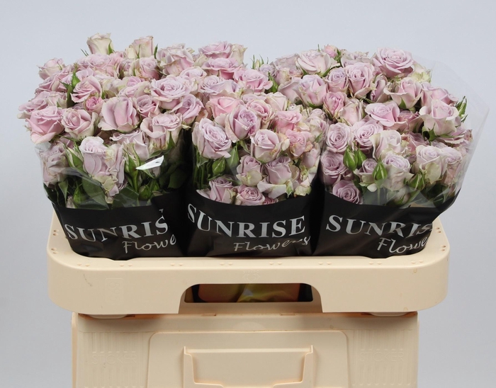 <h4>R TR SILVER SHADOW</h4>