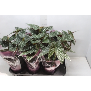 BEGONIA MACULATA SPOTLIGHT GREEN P13
