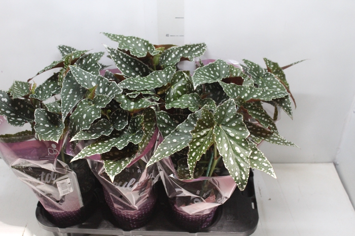 BEGONIA MACULATA SPOTLIGHT GREEN P13