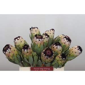 Protea Niobe