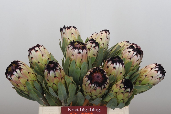 <h4>Protea Niobe</h4>