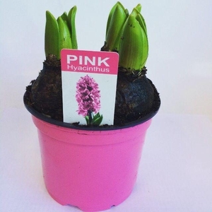 Hyacint Pink Pearl in gekleurde pot