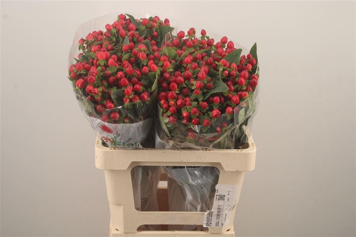 <h4>Hyp Mag Triumph</h4>