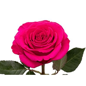 R GR QUEENBERRY