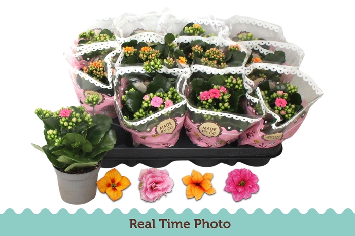 <h4>KAL GE GEM TWEEKL BL</h4>