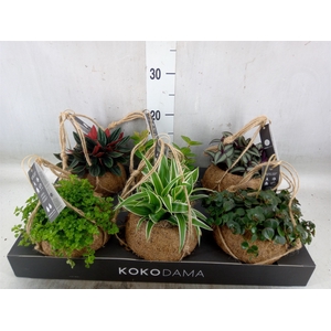 Planten Groen   ...mix  5