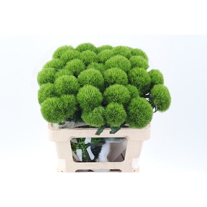 Di Barb Kiwi Mellow 60cm