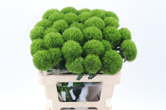 <h4>Di Barb Kiwi Mellow 60cm</h4>