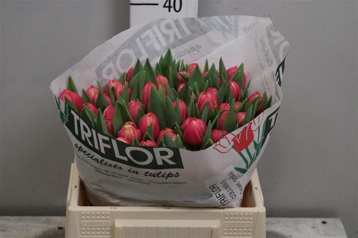 <h4>Tu Du Columbus</h4>