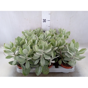 Senecio   ...