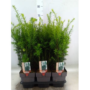 Taxus baccata   ...