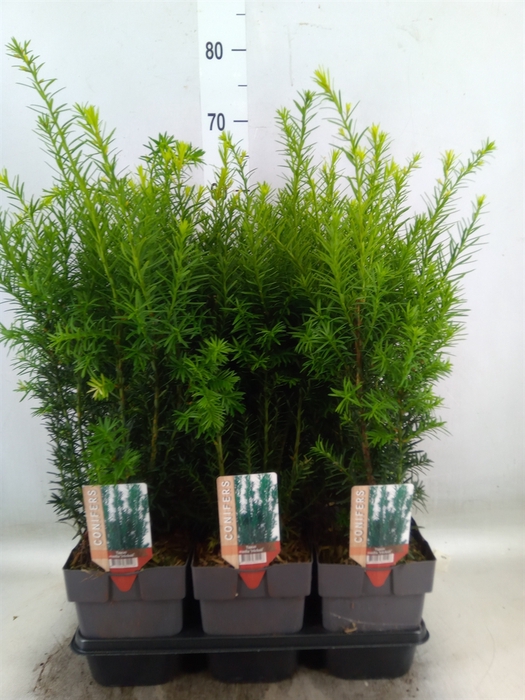 <h4>Taxus baccata   ...</h4>
