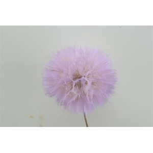Pres Puste Flower Baby Satin Violet