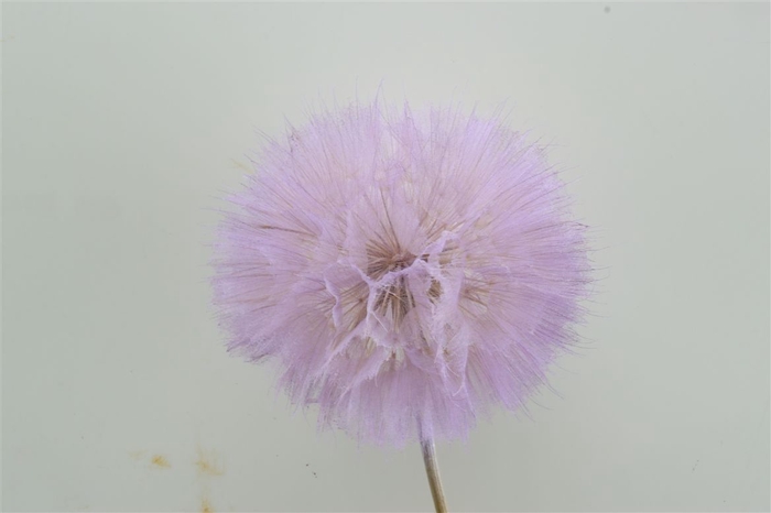 Pres Puste Flower Baby Satin Violet