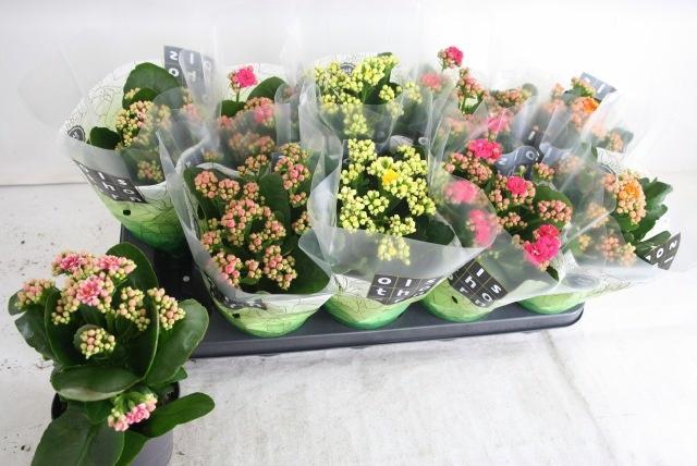 <h4>KAL GE GEM 4 KL</h4>