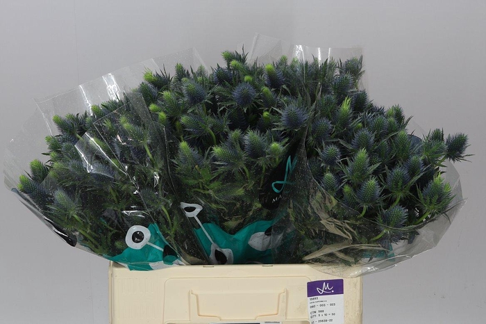 <h4>Eryngium Supernova</h4>