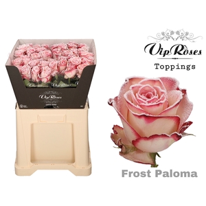 R GR FROST PALOMA x40