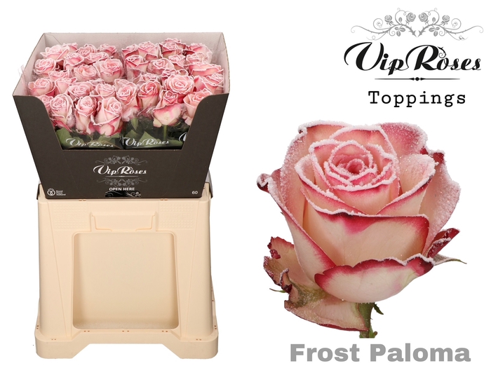 <h4>R Gr Vip Frost Paloma</h4>