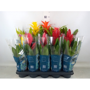 Bromelia   ...mix  6