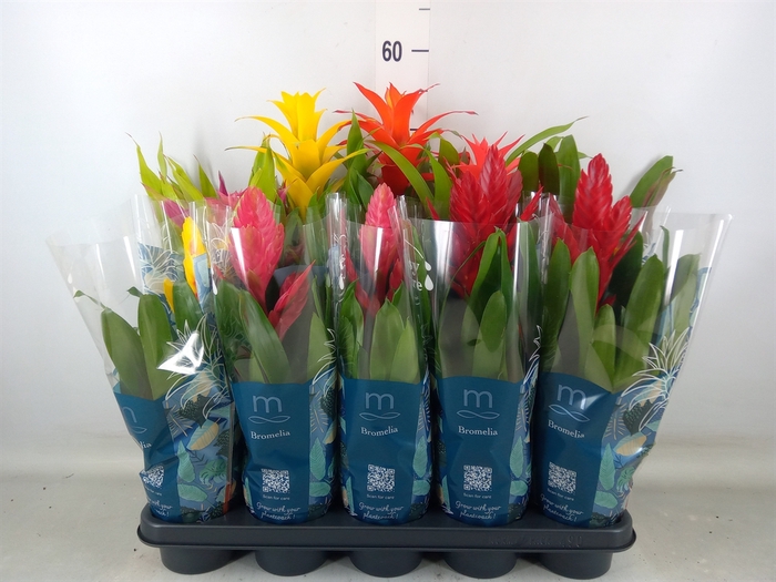 <h4>Bromelia   ...mix  6</h4>