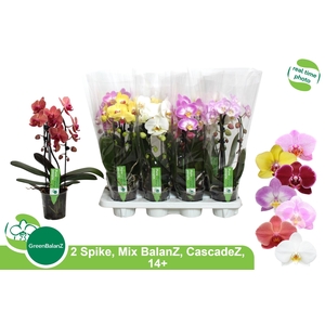 PHAL EL CASCADE