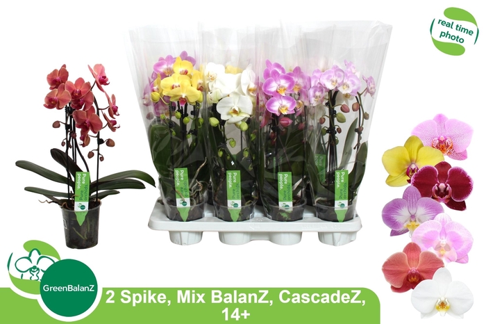 <h4>PHAL EL CASCADE</h4>