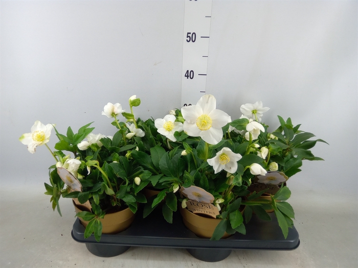 <h4>Helleborus niger 'Diva'</h4>