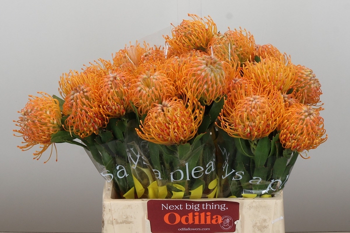 Nutans Soleil