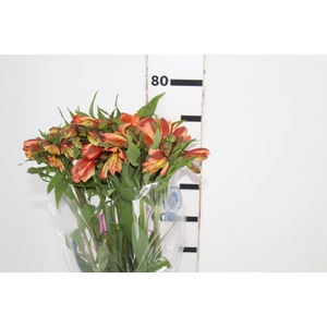 ALSTROEMERIA ORANGE QUEEN 080 CM