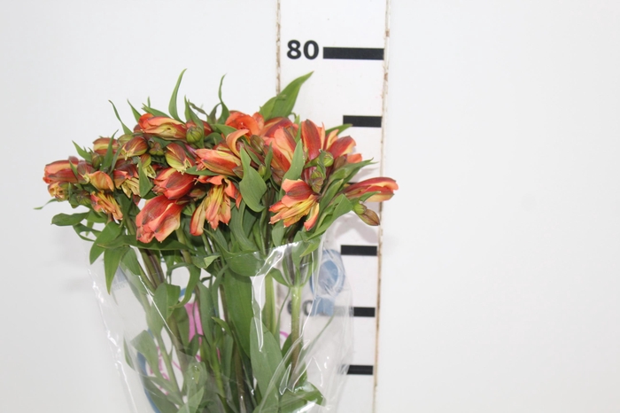 <h4>ALSTROEMERIA ORANGE QUEEN 080 CM</h4>