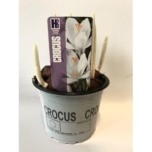 Crocus Jeanne d'Arc