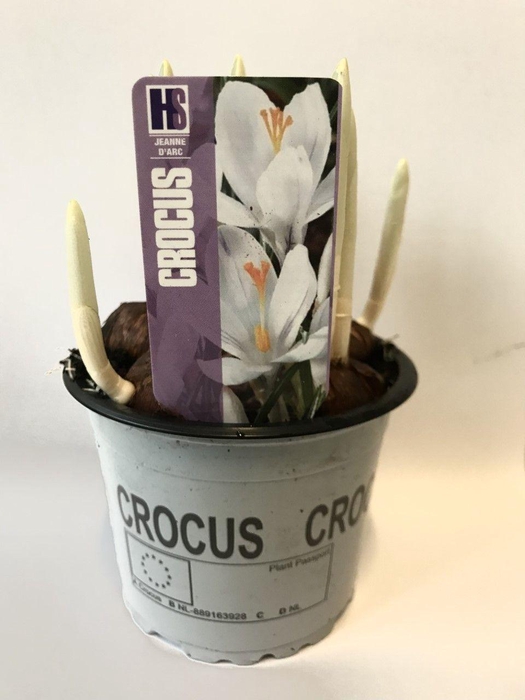 <h4>Crocus Jeanne d'Arc</h4>