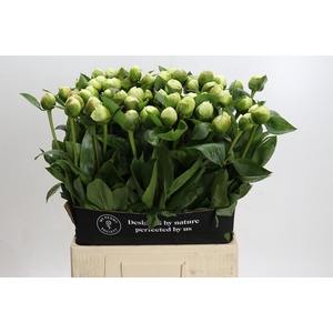 Paeonia Bridal Shower