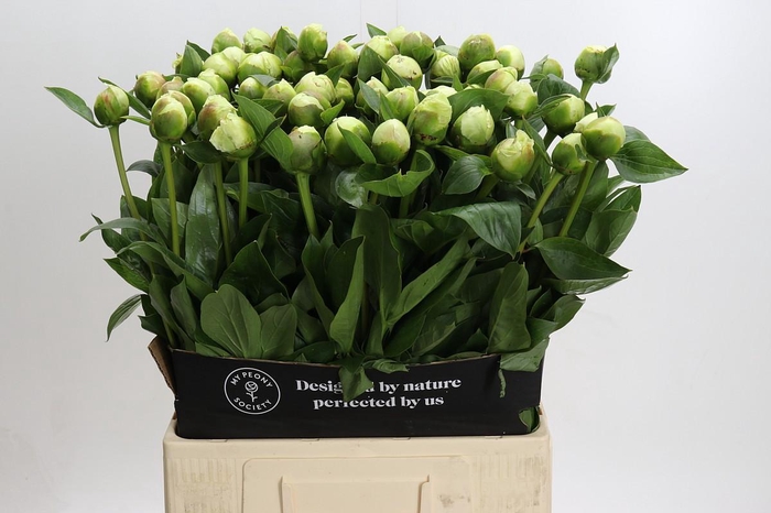 <h4>Paeonia Lact. Bridal  Shower</h4>