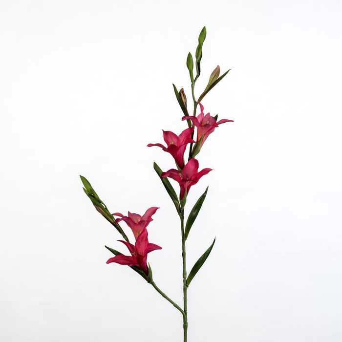 <h4>AF Gladiolus L90cm beauty</h4>