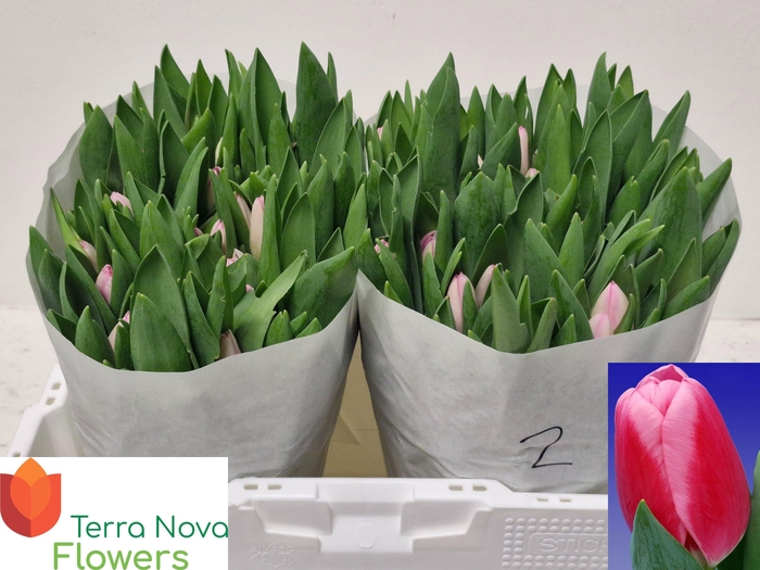 <h4>TU EN DUTCH DELIGHT</h4>