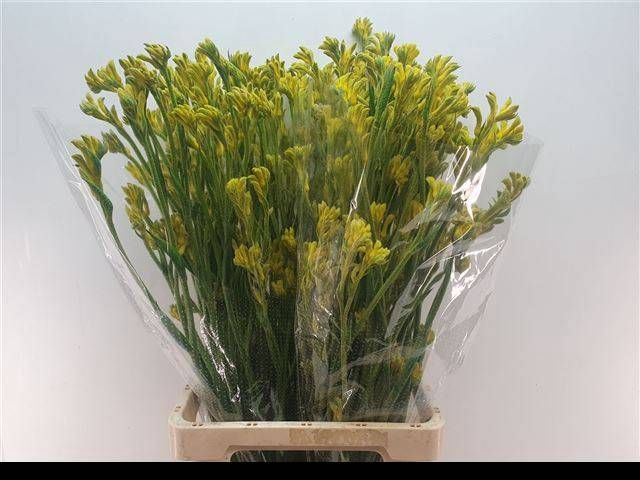 <h4>ANIGOZ BUSH GOLD</h4>