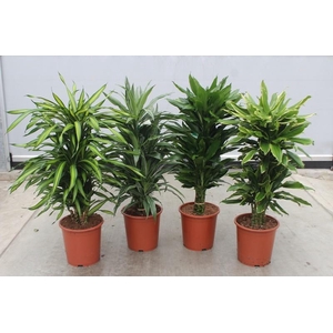 Dracaena fragrans Mixkar 27