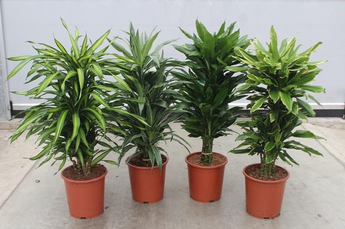<h4>Dracaena fragrans Mixkar 27</h4>