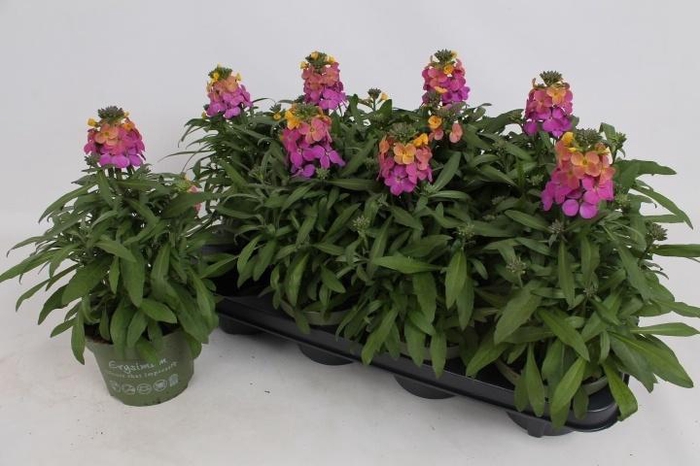 Erys Ley Orange Glow