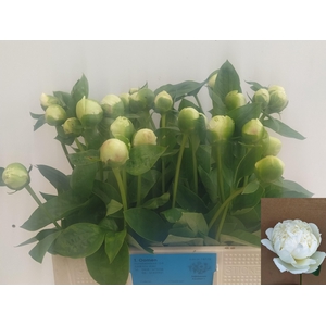 PAEO L BRIDAL SHOWER