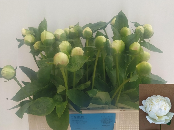 <h4>PAEO L BRIDAL SHOWER</h4>