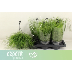 RHIPSALIS BA OASIS