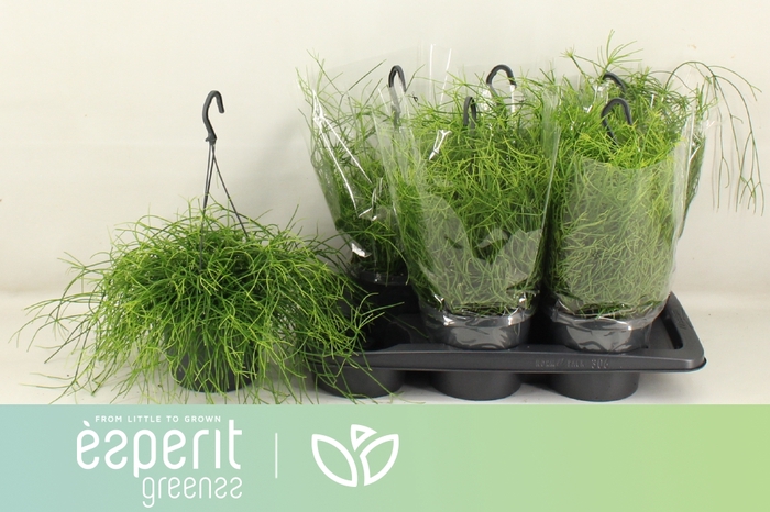 <h4>RHIPSALIS BA OASIS</h4>