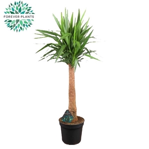 Yucca INCA tree p35