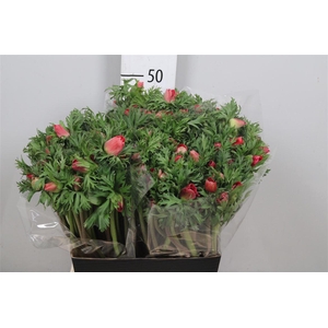 Anem Co Meron Red